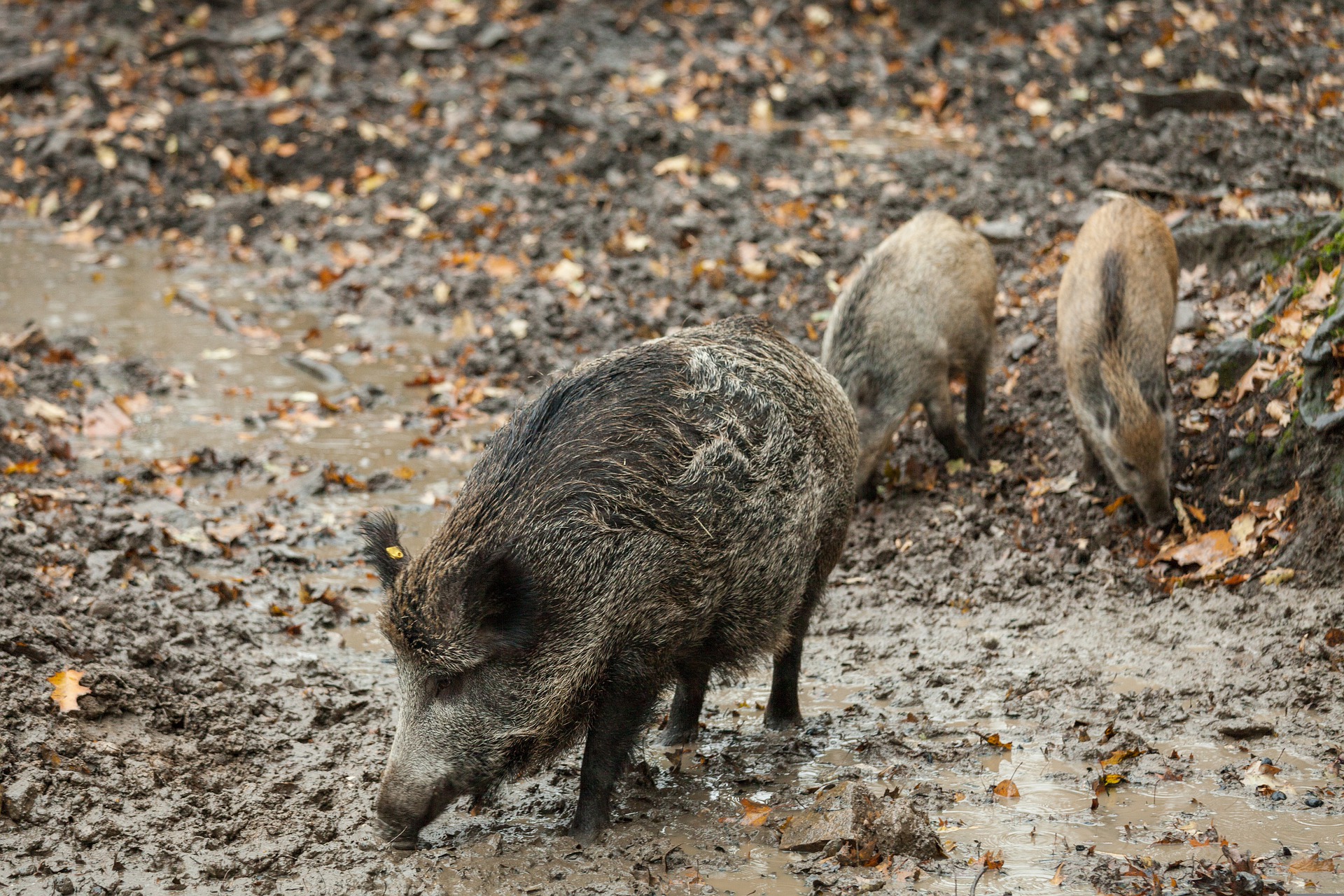 hunting boar morocco