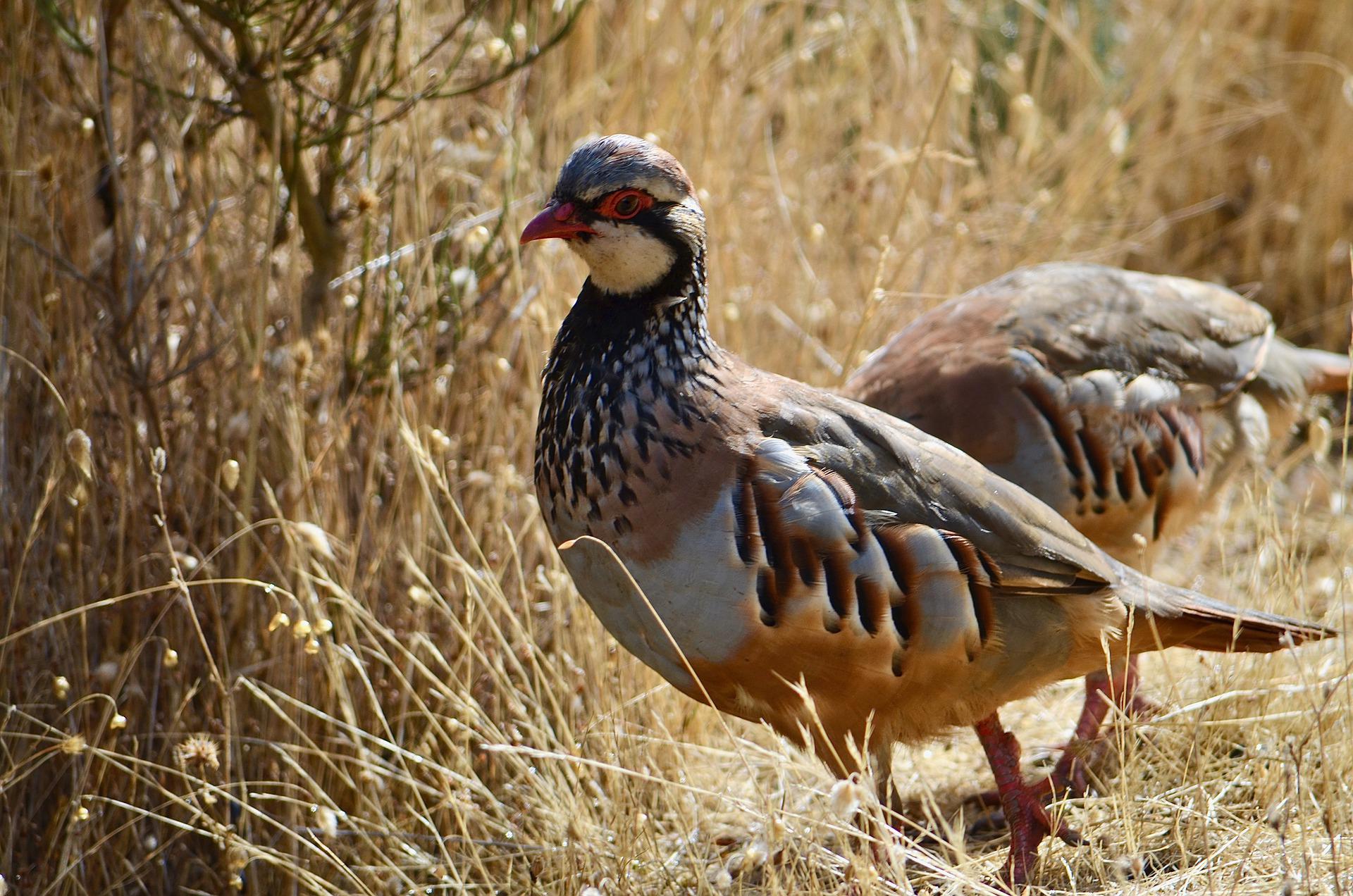 hunting partidge morocco