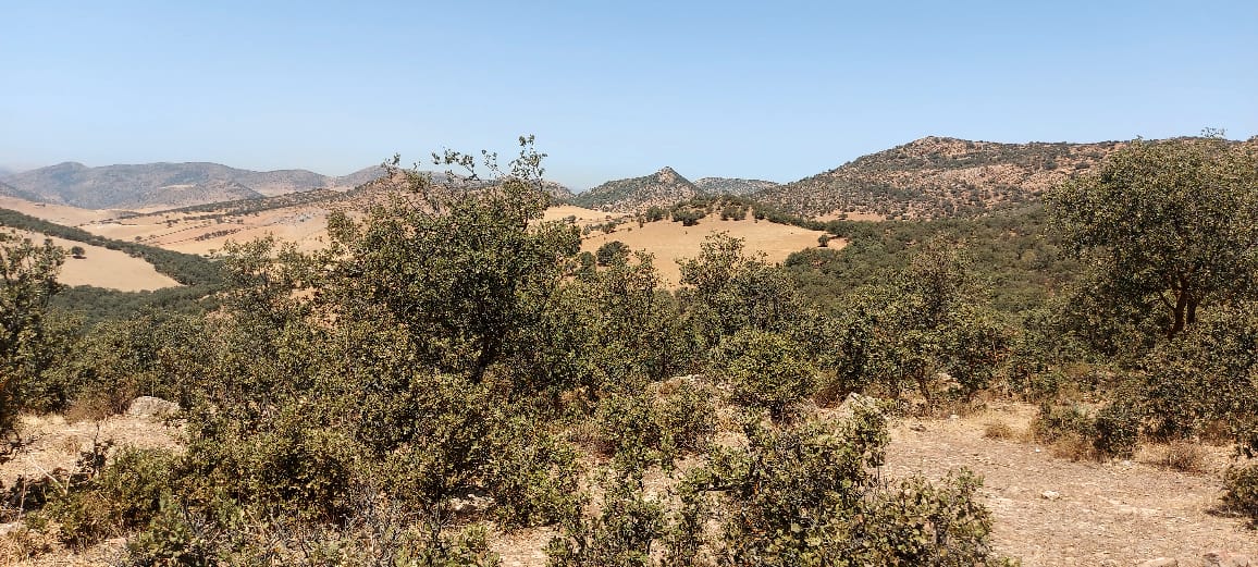 wild hunt in morocco